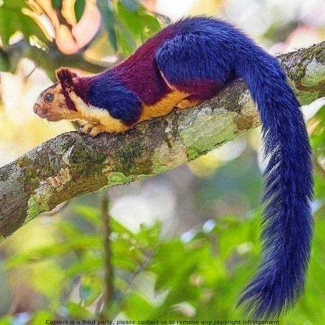 This cute Indian giant squirrel is a must-see for anyone visiting the park! It's a friendly and playful squirrel that loves to play in its environment.