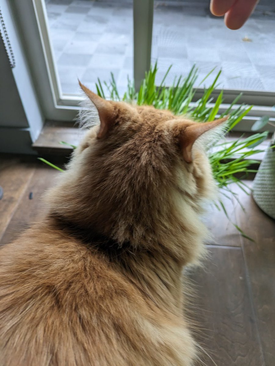 Super hyped to cast <a href="/PlayGwent/">GWENT: The Witcher Card Game</a> masters games today with <a href="/lemon44_/">lemon44</a> 

Here's a picture of derp to celebrate