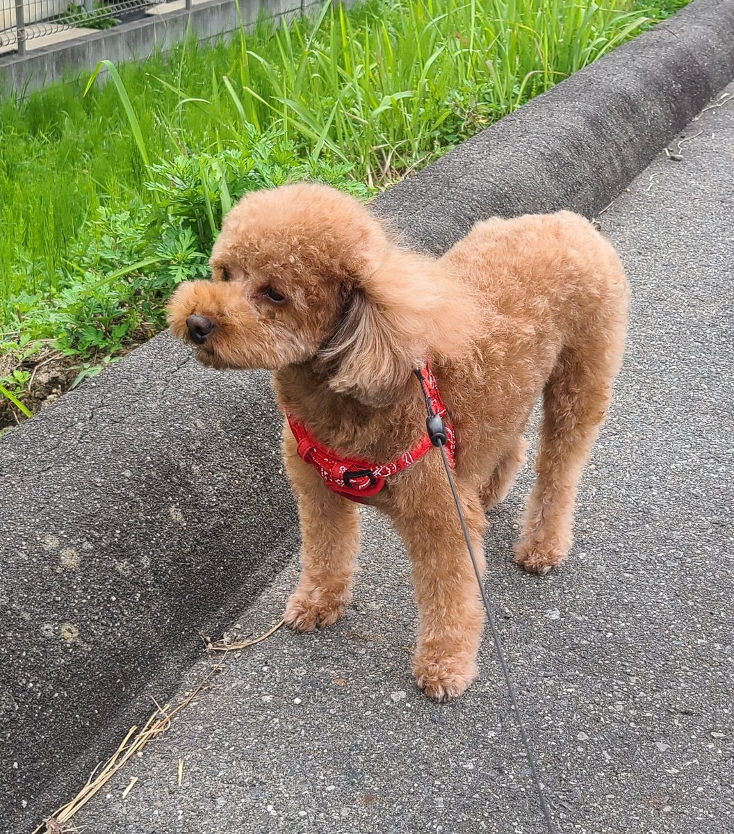 チョッキンチョッキン✂️🚿してきましたよ
💕可愛くなったでしょ✨

#トイプードル #メス #犬好き #犬好きさんと繋がりたい #犬好きさんと繋がりたい #トリミング