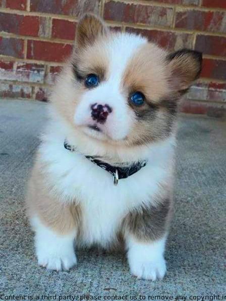 This sweet pup is so cute! He's got such a wagging tail and those big, brown eyes. He might be small for his age, but he's definitely got a lot of energy!