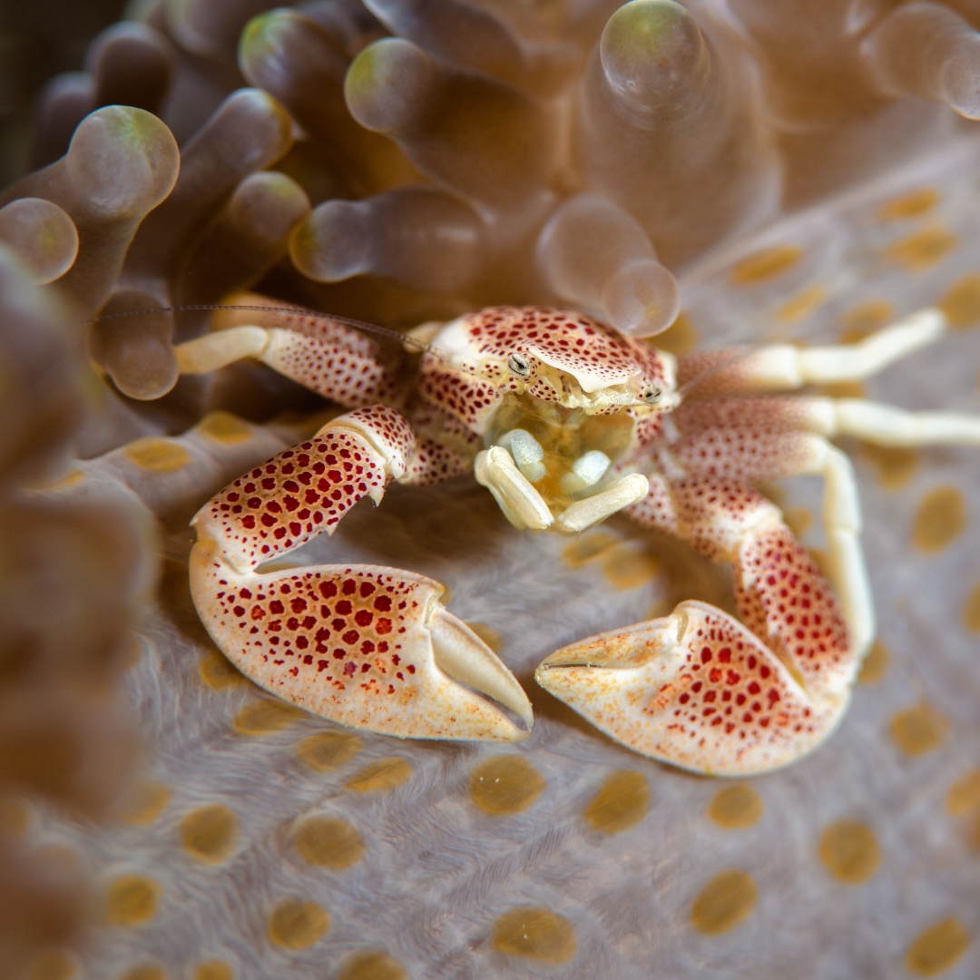 'The Delicate Jewel of the Seafloor: The Captivating Charm of a Porcelain Crab'

Find more 👉 liveaboardindonesia.com/destinations/

#liveaboard #liveaboardindonesia #porcelaincrab #diving #uwpics #uwpic #macrophotography #oceanlife #sea #uwmacrophotography #ocean #macro #uwphotograpy