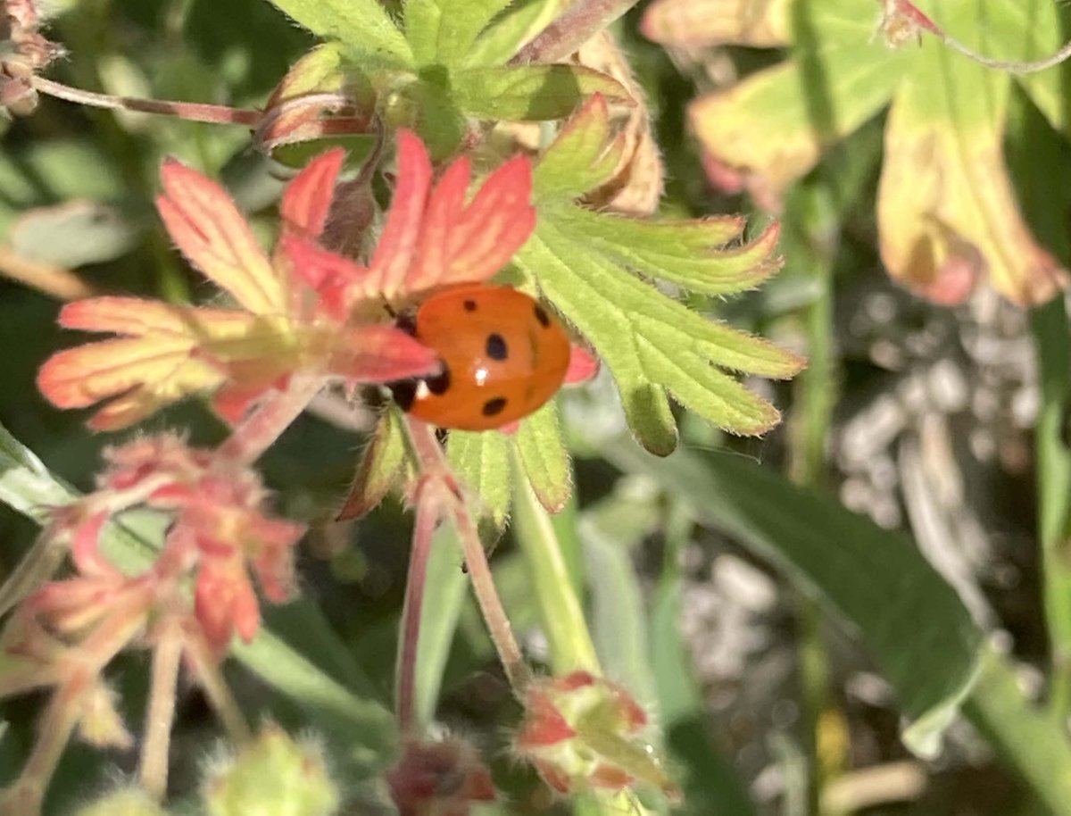 Our greens are tranquil pauses in an urban environment and deserve protection. Please support a campaign to designate them as LGS in Ealing's #localplan <a href="/EalingCouncil/">Ealing Council</a> <a href="/EalingGreens/">Ealing Green Party</a> <a href="/EalingFOE/">FOE Ealing</a> <a href="/openspacessoc/">Open Spaces Society</a> Testimonials needed from residents  in Acton W3 bit.ly/3pjscDF