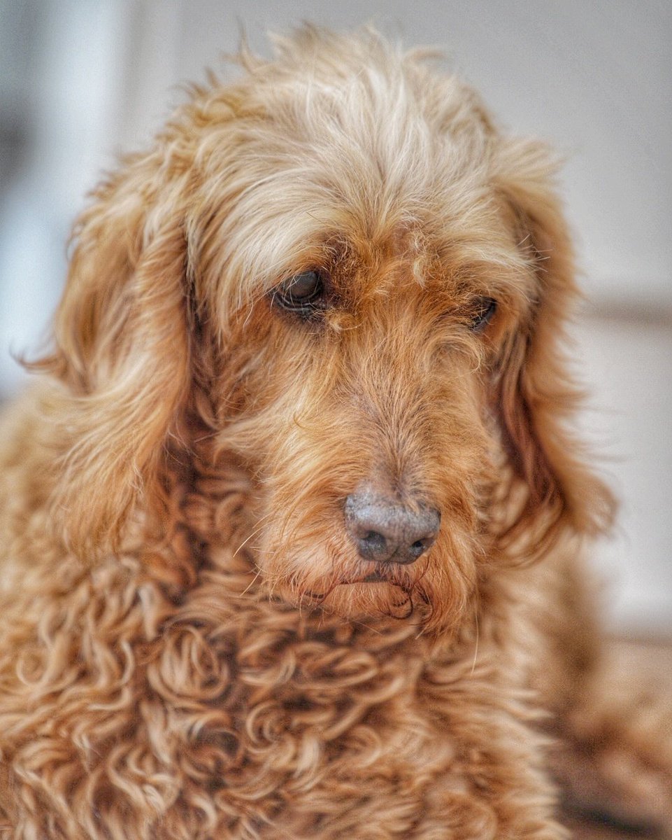 ChunAlan's tweet image. Doing good for almost 14. He had a big day out on Thursday in Bronte Country and loved every minute of it. Yesterday was a day of rest and sitting around looking like Eeyore ☺️🥰😍 #benji #dog #cockapoo #eeyore #oap #dogsoftwitter
