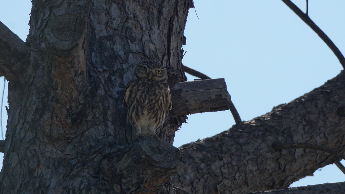 Avui l’he enganxat on jo el volia #mussol #athenenoctua #mochuelo #ocells #ocellsdavui #birds #rapinyaires #eltempstv3 @eltempsTV3 @birdcatalunya @Jordisolerramio @sales_sergi @TomasMolinaB @Vakapiupiu #casserres #berguedà #elberguedà