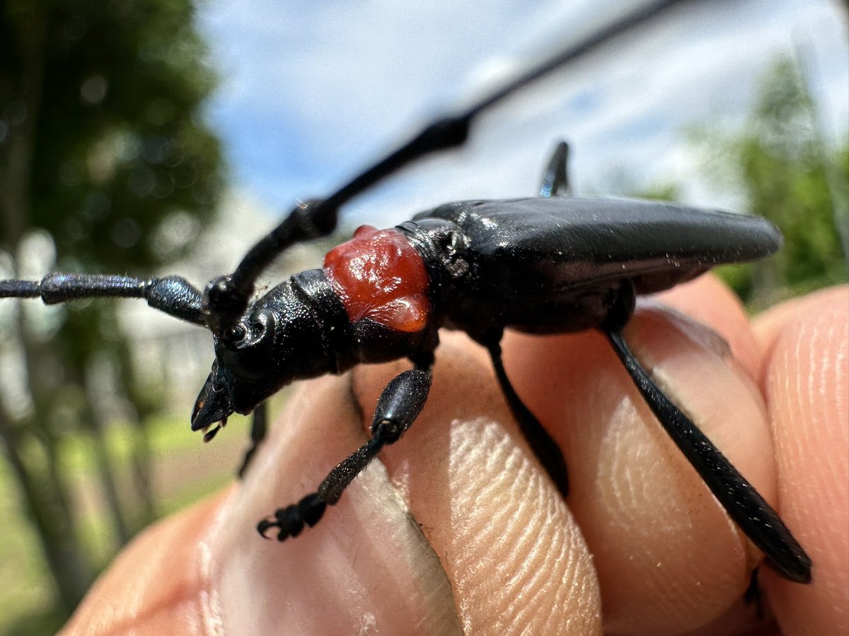 motra50's tweet photo. クビアカツヤカミキリを4匹捕獲。
桜や梅の木を食い枯らす特定外来種だが、捕まえた時の対処方法を市のホームページで調べたら、速やかに踏み潰せと、、 https://t.co/x6xKqZ6moh