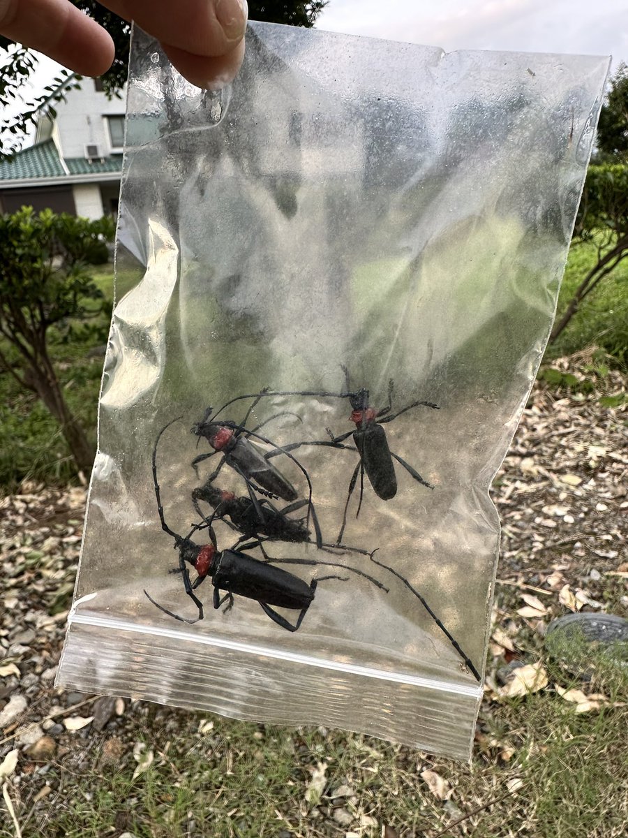 motra50's tweet photo. クビアカツヤカミキリを4匹捕獲。
桜や梅の木を食い枯らす特定外来種だが、捕まえた時の対処方法を市のホームページで調べたら、速やかに踏み潰せと、、 https://t.co/x6xKqZ6moh