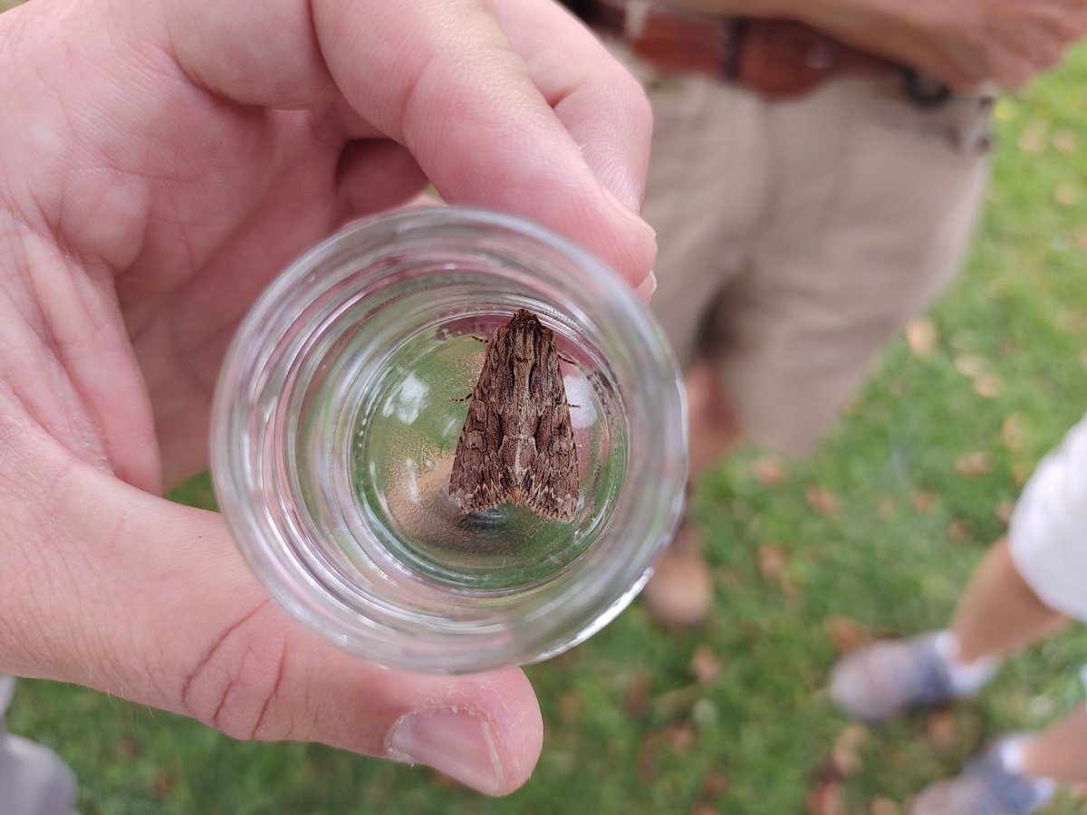 #30DaysWild day 24. Pockett's Orchard #BioBlitz has begun with local surveyors revealing the overnight moth catch! @CanalsConnected @gloswildlife Over 60 species recorded so far!! We're here until 2pm. @30DaysWild