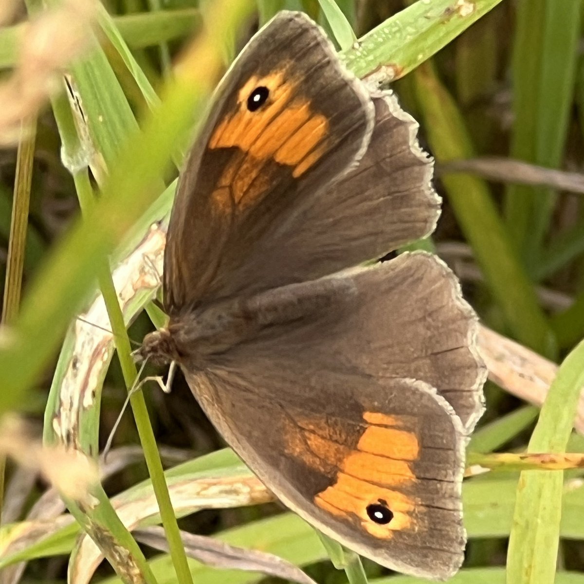 I stumbled upon a lively butterfly meadow (100+) near Maiden Castle this morning with only a phone camera. Can anyone tell me if it’s an Essex or a Small Skipper, please? As well as Ringlets, Marbled Whites and Gatekeepers there were Wood Browns and Red Admirals too.  🦋🧡💛