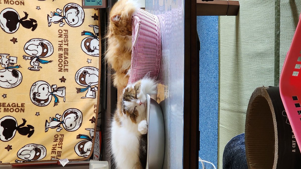 右：潤ちゃん
左：福ちゃん
夏だねー🍿😎🍹
久しぶりですが9ニャン元気だにゃん🐱🐈🐾

寝顔って可愛いよねぇ🐱🌸💗