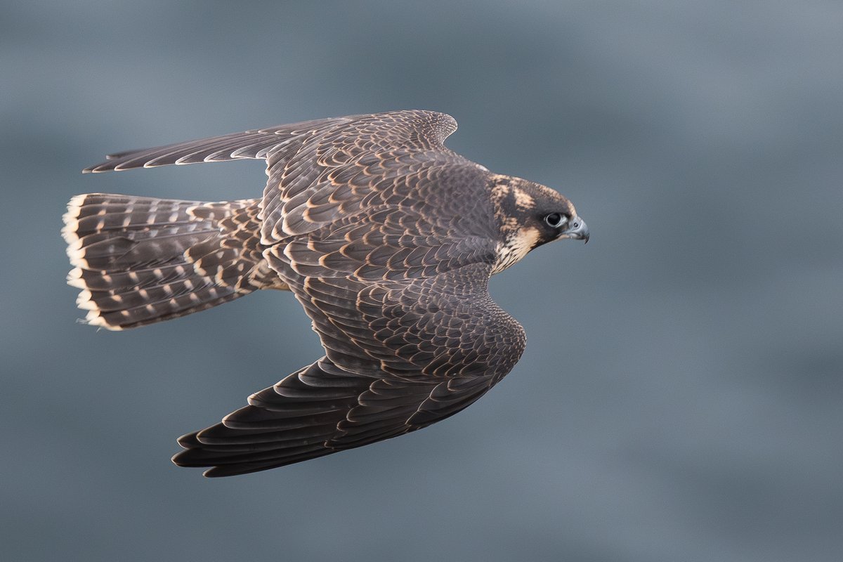 Juvenile Peregrine Falcons don't take long to master flight 🇮🇲 #BirdsSeenIn2023 #NaturePhotography