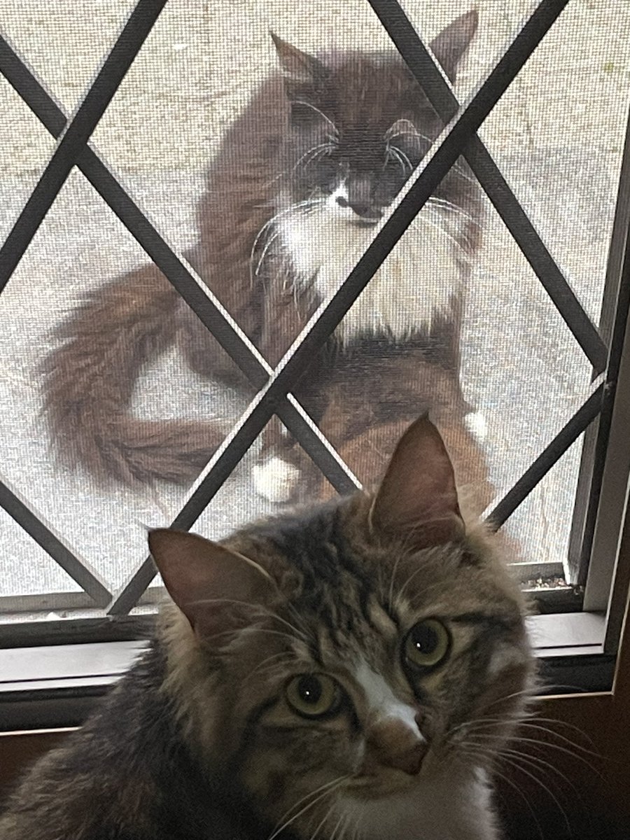 レオとレオのお母さん（はな）、4月生まれのこはなちゃん🐈
😺パパ、おっぱい飲んでるにゃ
☺️かわいいね❤️レオもそうしてたんだよ