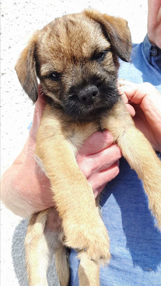 markstocks69's tweet photo. @SarahChampion Happy Birthday Sammy i was 10 weeks old yesterday https://t.co/PjIT45STuX