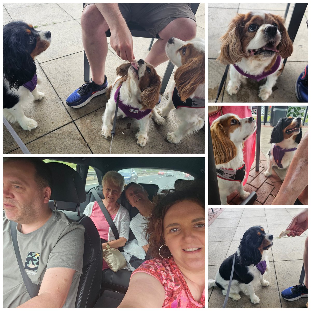 Roadtrip with the doggies today with a quick pitstop enroute for breakfast 😍
#cavpack #dogfamily #dayout