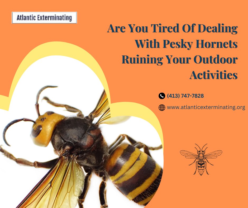 atlcpestcontrol's tweet image. 📞 Don&apos;t let hornets take over your space any longer! Contact Atlantic Exterminating today at (413) 747-7828 to schedule a consultation and reclaim control of your property. Say goodbye to hornets and hello to a hornet-free environment!

#hornetcontrol, #atlanticexterminating