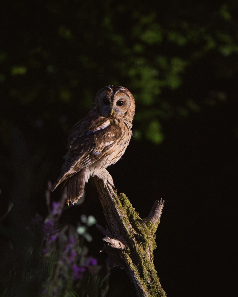 JosieNelder's tweet photo. Another of a beautiful Tawny Owl 🦉 😍
@Natures_Voice @BBCSpringwatch @WildlifeMag @ThePhotoHour @SussexWildlife https://t.co/Y4Usmk5Txz