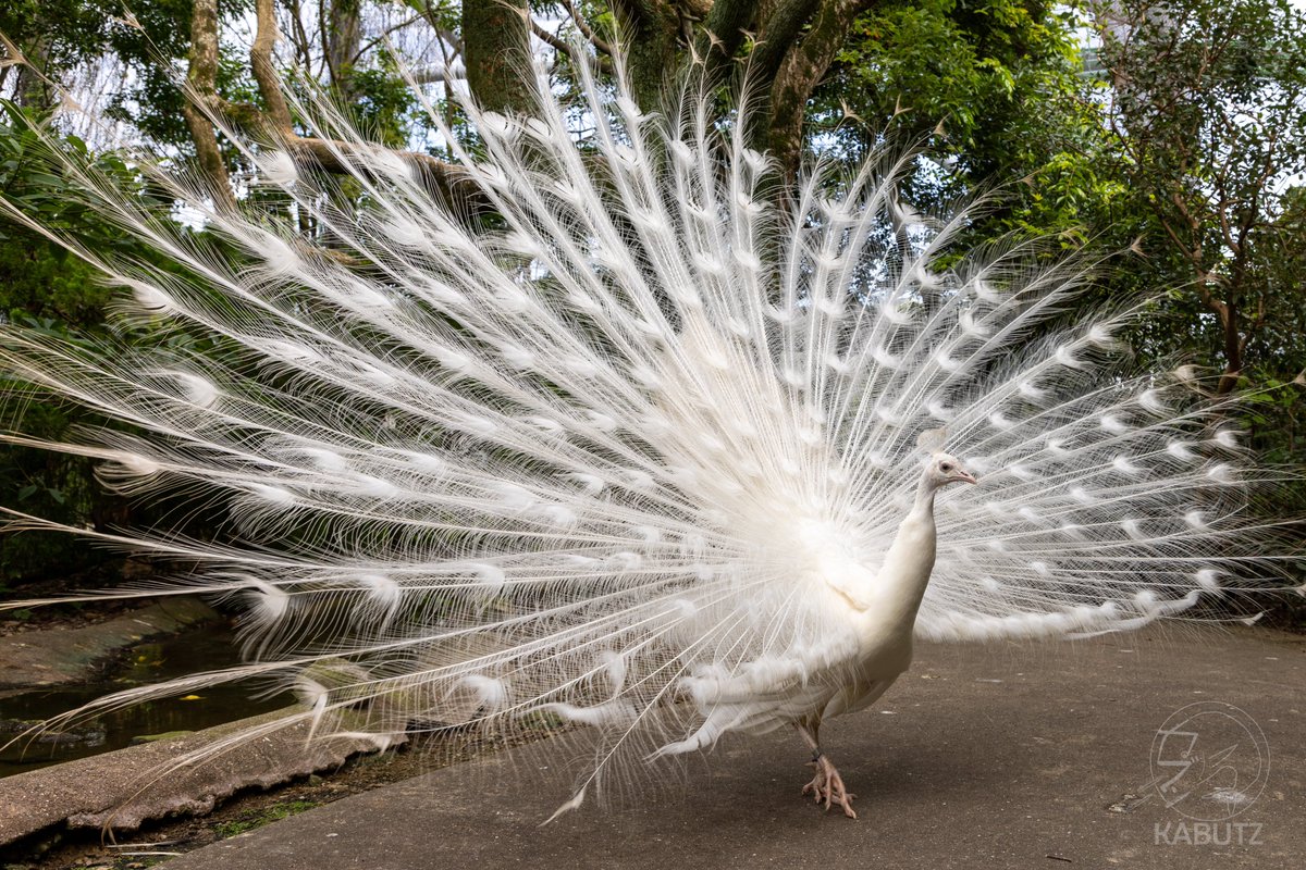 多くの人にご覧頂きありがとうございます。この白孔雀は和歌山県白浜町