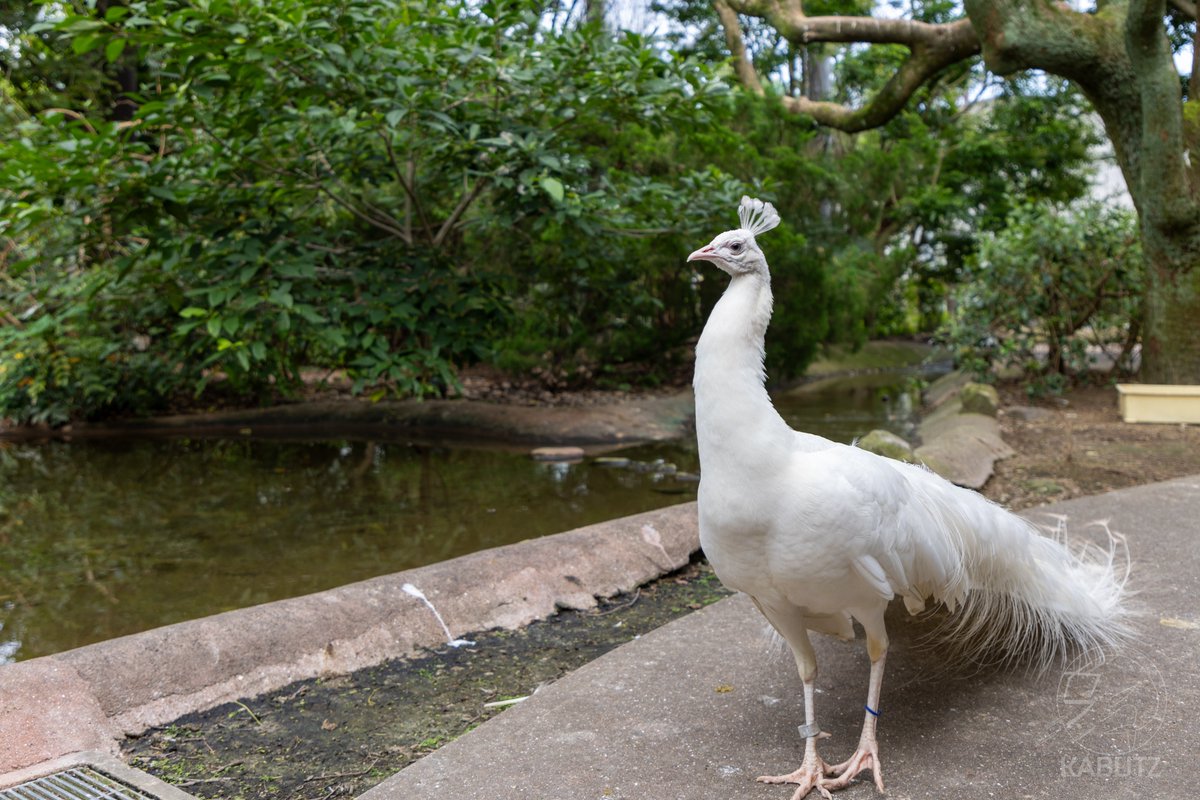 多くの人にご覧頂きありがとうございます。この白孔雀は和歌山県白浜町
