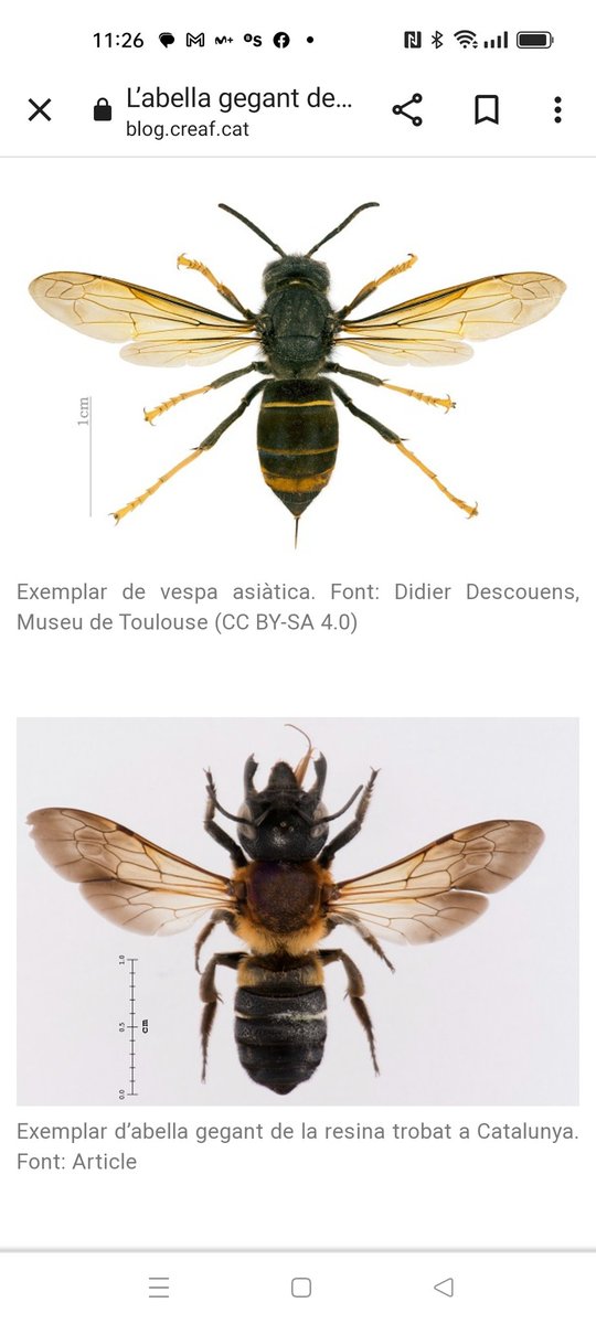 <a href="/ControldPlagues/">Antoni Armengol</a> <a href="/Aj_Sabadell/">Ajuntament Sabadell</a> <a href="/socmartafarres/">Marta Farrés/❤️</a> <a href="/Sector_Planetes/">Moviment Veïnal Sector Planetes</a>