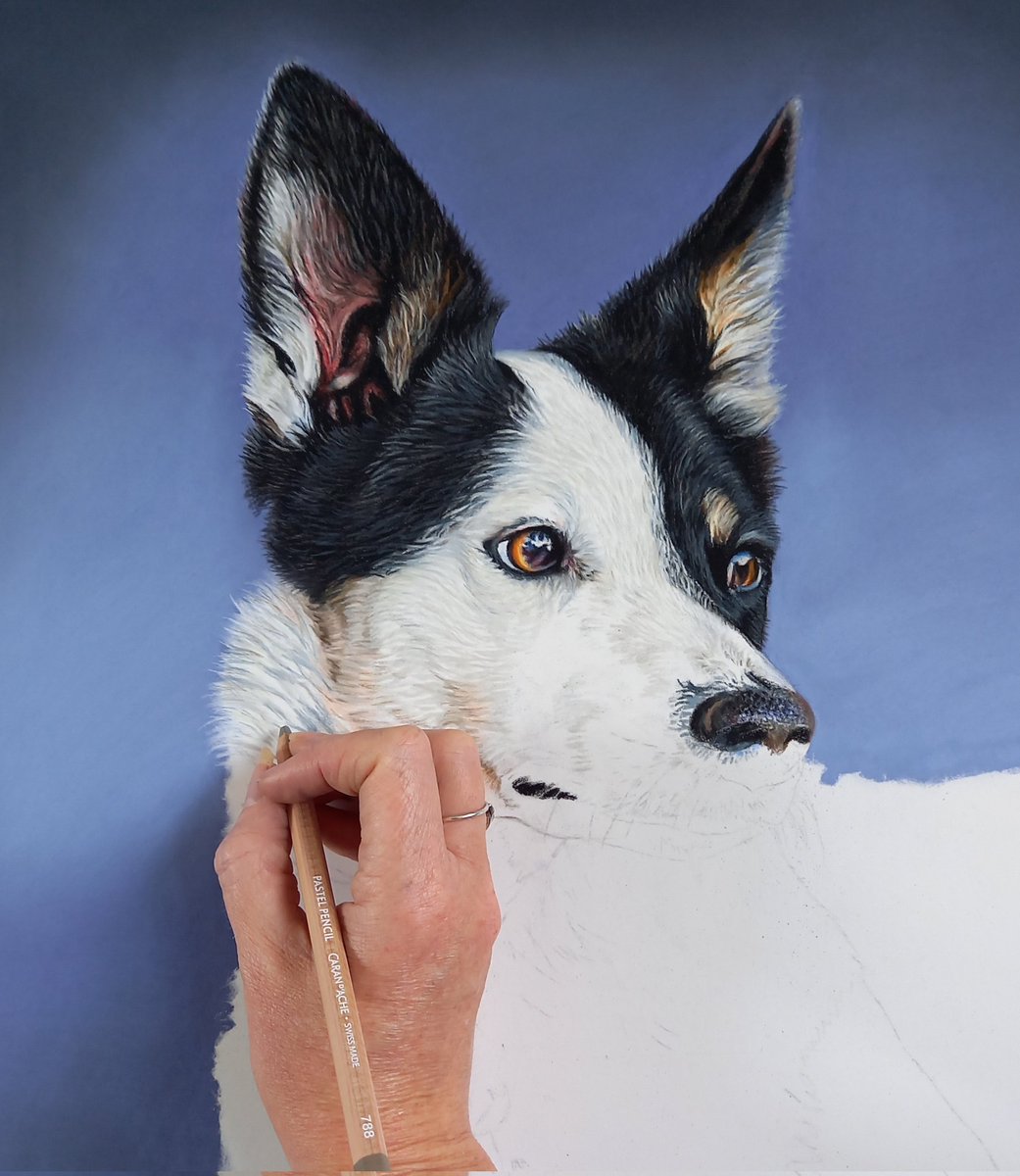 Dolly is my next comission, she's a border collie,miniature Australian Shepherd and Cattle dog.I previously drew her owner's other dog, Lucy, in the same colours a few months ago.
#bordercollie
#australianshepherd #collie
#cattledog #dogportrait #petportraitartist #pastelportrait