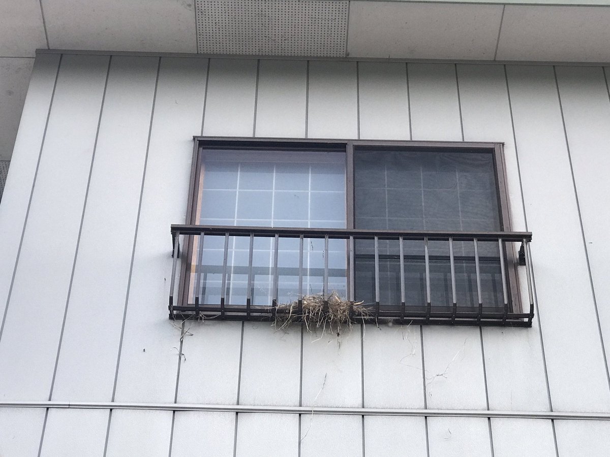 72ban's tweet photo. 俺の部屋の外に巣作られた。
朝、やかましい！ https://t.co/h1a29APnDS