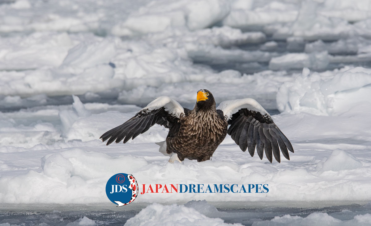 Hokkaido Birding with Steller's Sea Eagles in our latest newsletter! Link: shorturl.at/fjGJ3
#hokkaido #birding #birdingphotography #raptor #winter #winterwonderland #eagle #eagles #birds #birdsofinstagram #birdsofprey #北海道 ＃バードウォッチング ＃鷲