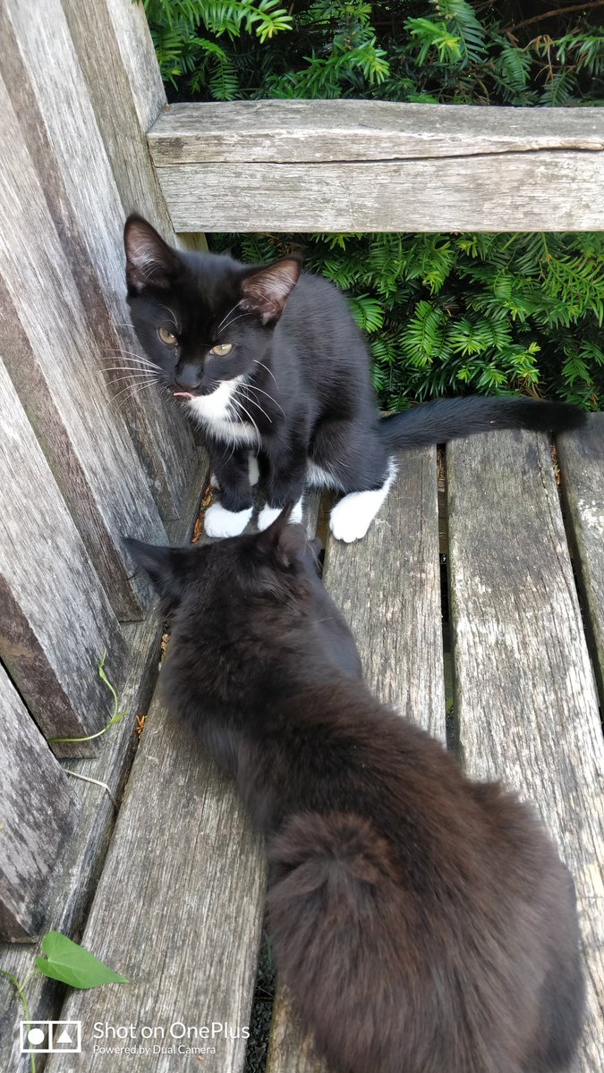 Has anyone near #RuskinPark lost two very cute kittens?? They are here! @RuskinParkSE5 @CatsProtection