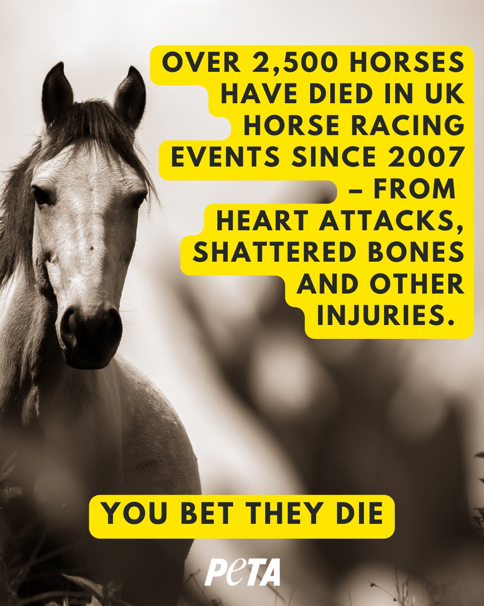 But that's just on the course itself. Horses who can't run fast enough are often discarded like used betting slips – handed over to rescue charities, left to languish in fields, shot at stables, or sold for slaughter. #RoyalAscot #YouBetTheyDie