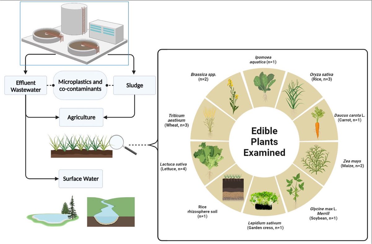 Looking into the effects of co-contamination by micro(nano)plastics in the presence of other pollutants on irrigated edible plants sciencedirect.com/science/articl… <a href="/NaziriAndrea/">Andrea Naziri</a> <a href="/TheoniMina/">theoni mina</a> <a href="/KyriakosManoli/">Kyriakos Manoli</a> <a href="/CostasMichael2/">Costas Michael</a> <a href="/VasBeretsou/">Vasiliki Beretsou</a> @evgeniosaga