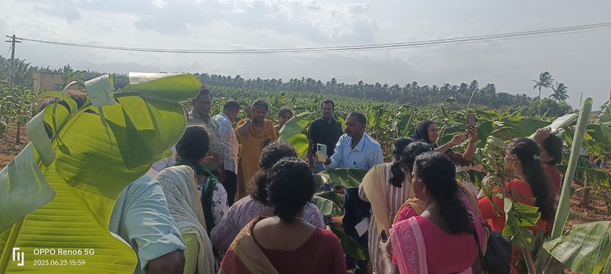 DrNarayananS1's tweet photo. Agrl Dept Kottarakkara, Kerala brought 45 farmers on an exposure visit to @Jainirrigation micro irrigation and @JainTissueCrops tissue culture banana farms at theni, TamilNadu on 23rd June. Leading farmer Earasai Selvakumar showed them around. https://t.co/5jsKu3tNd7