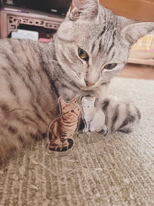誕生日プレゼントでうちの猫のアクスタ貰った〜きゃわいい!!