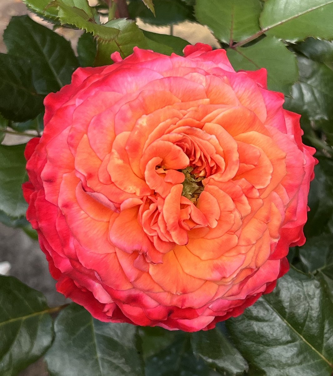 And this extraordinary beauty is #rose ‘Meteor’, #roseoftheyear for 2024 (which I was given at the launch last week). Pic taken on my phone which doesn’t quite catch the full range of colours - yes folks, it is even better in real life. Who remembers fruit salad sweets?
