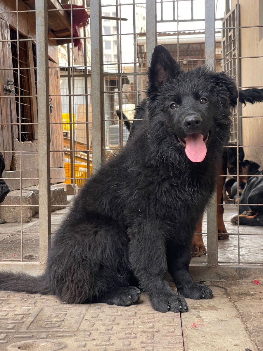 K9puppylove's tweet photo. Solid black german shepherd puppies available 🔥🐶🐾
9 weeks old⏳️🗓
All vaccinations upto date 🏥📆
45000ksh 
Don't forget to like and retweet 😊 🐾 https://t.co/JqNAmi1KIX