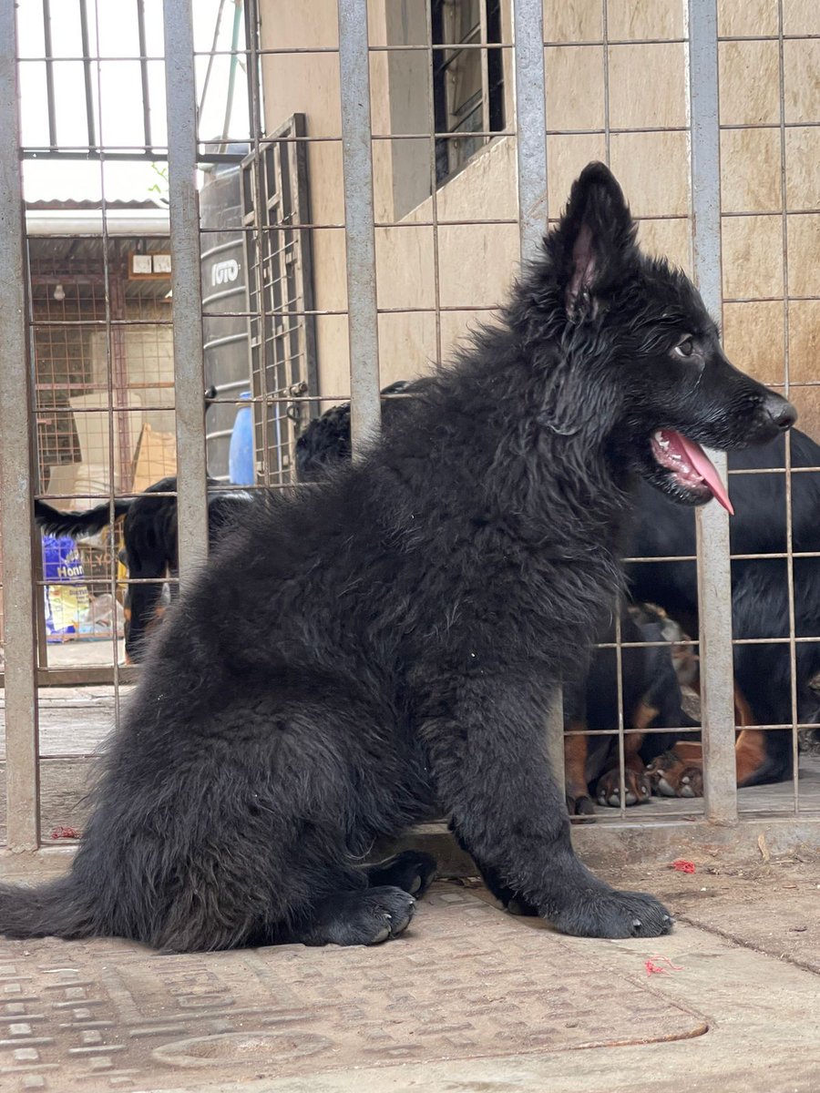 K9puppylove's tweet photo. Solid black german shepherd puppies available 🔥🐶🐾
9 weeks old⏳️🗓
All vaccinations upto date 🏥📆
45000ksh 
Don't forget to like and retweet 😊 🐾 https://t.co/JqNAmi1KIX