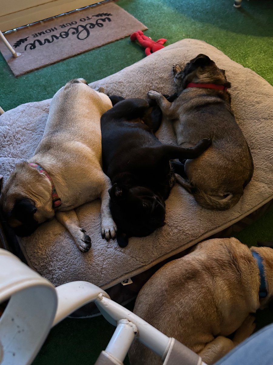 Dogs are snoozing. I’m jealous. 🥱