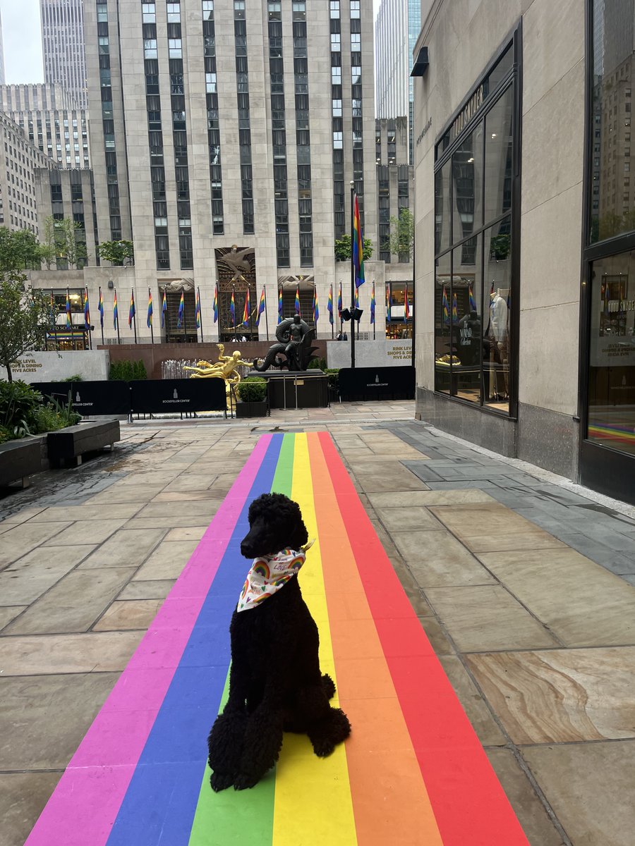2B #2BKB #2BthePoodle celebrating #pridemonth #prideweekend🌈 at #rockcenter to support all our friends and family #loveislove #2BandTails  #NYCPoodle #poodle #poodlesofinstagram #NYCPoodle #standardpoodle #poodlelove #blackstandardpoodle #barnonepoodles #poodlemodel…