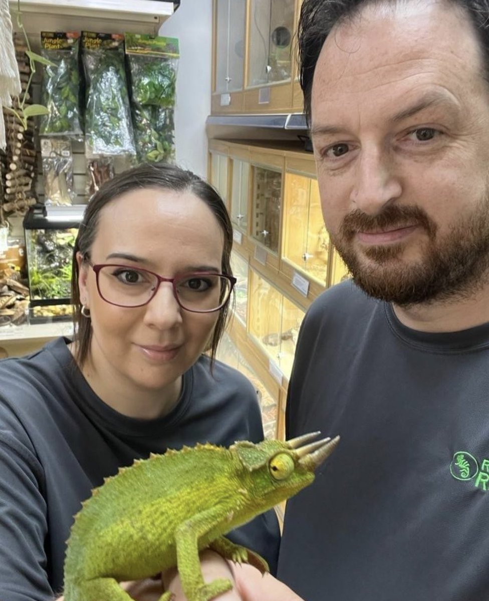 Transform your world with a Jackson's chameleon! Experience the wonder of these incredible creatures - watch them change colors and shoot out their tongues lightning fast! Perfect for any pet lover. 🦎🌿 #chameleon #exoticpets #fascinating"