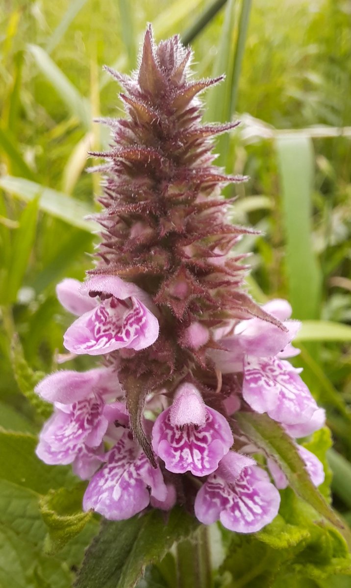 Love the orchid-like appearance of Stachys palustris, near Ballinasloe. @BSBI_Ireland @BSBIbotany