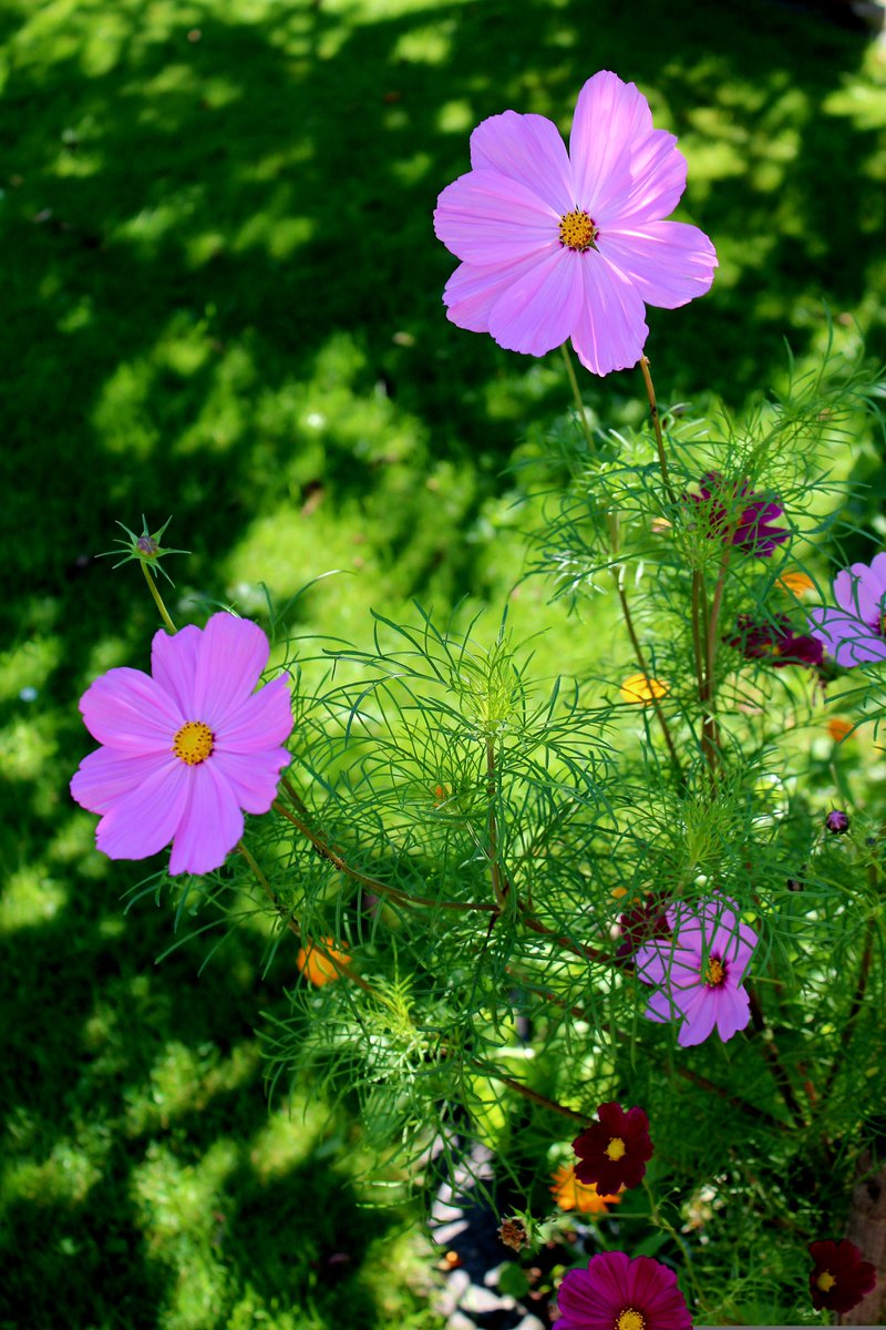 Flowers 🌸 🌺 🌸 🌺 Nature 
#NaturePhotography #NatureBeauty #nature撮影会 
#NaturePhotograph #naturelover #Flowers #art