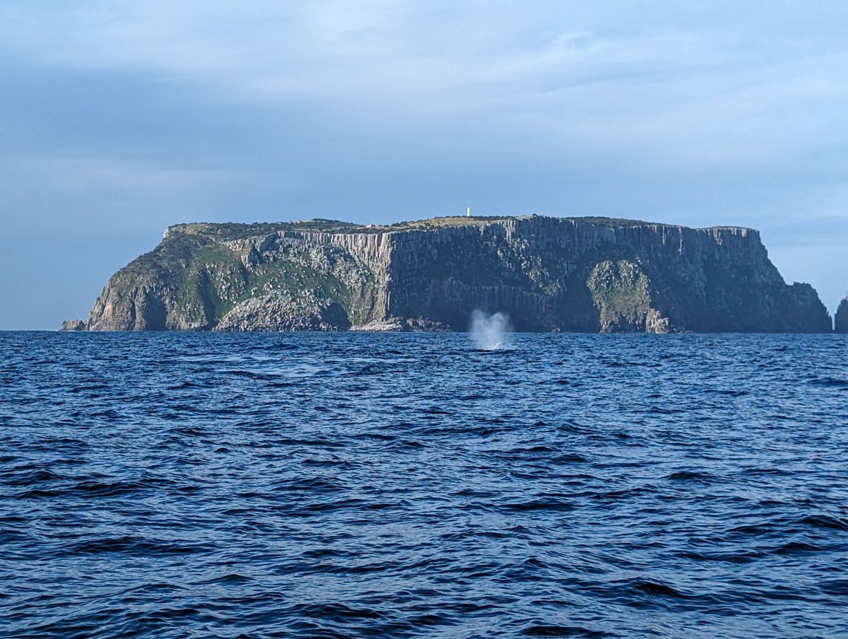 We had fantastic weather today on our Tasman Island Cruises with Pennicott Wilderness Journeys! We saw dolphins, whales, seals and albatrosses.