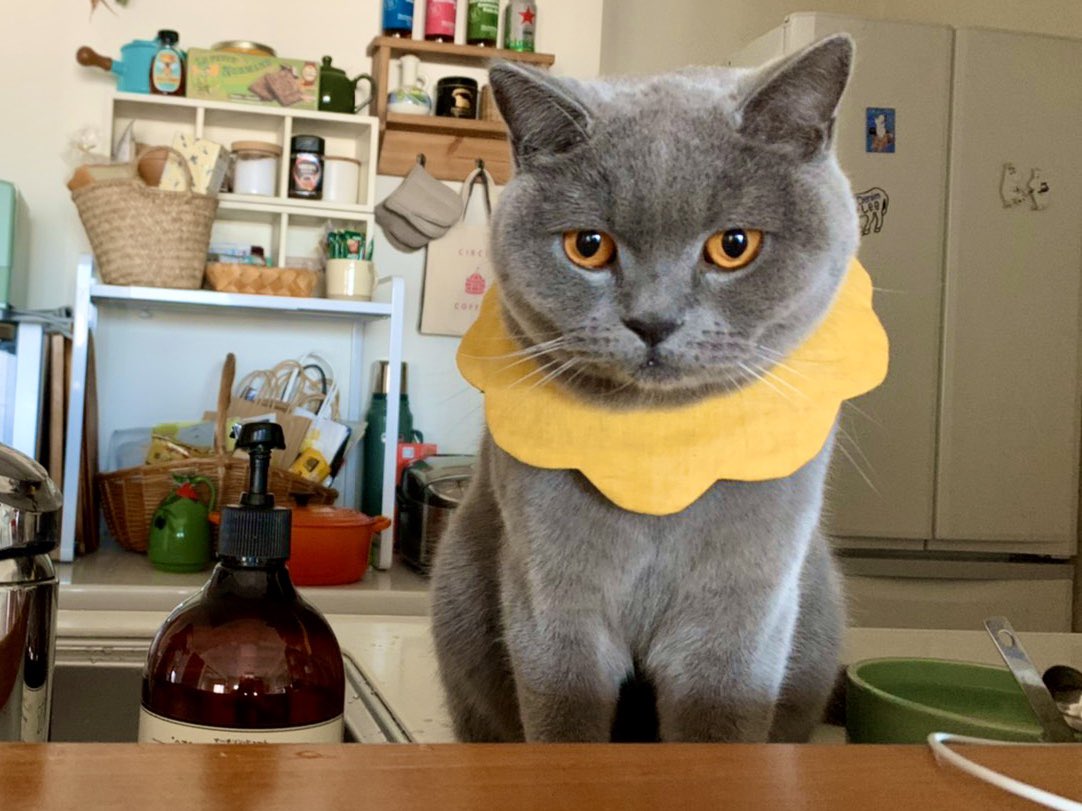 birinyanta's tweet photo. #見た人も無言で猫あげる https://t.co/o1swuM0gqV