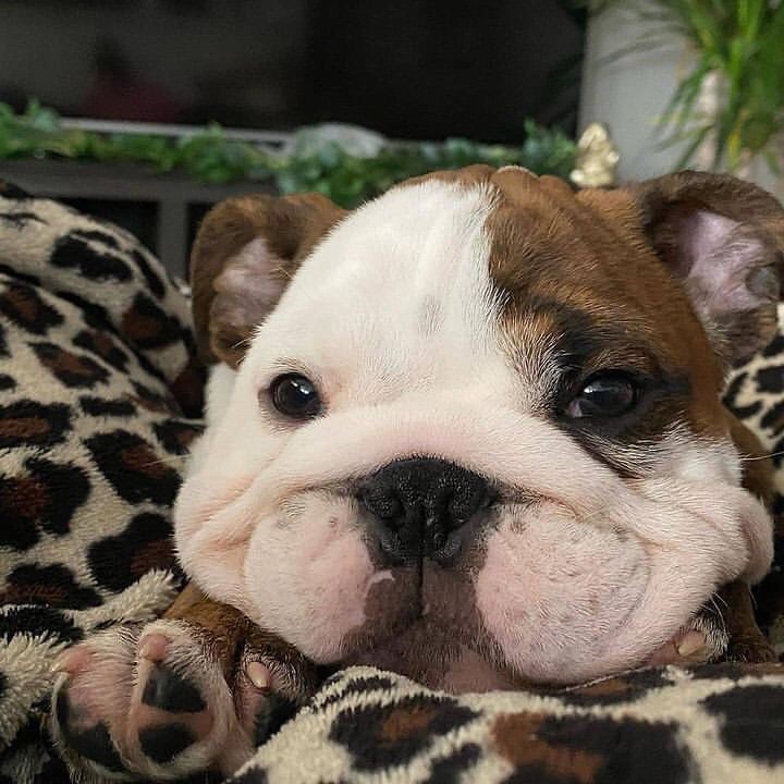 #bulldoglover #bulldog #bulldoglover #dogsoftwitter