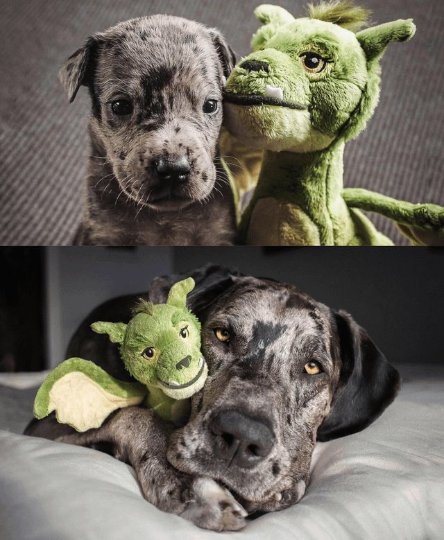 Elliot's owner shares what he looked like at 4 weeks vs full grown, with his favorite toy