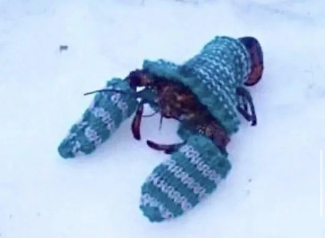 Someone made a BLUE JACKET for a lobster. With matching mittens. I love it!