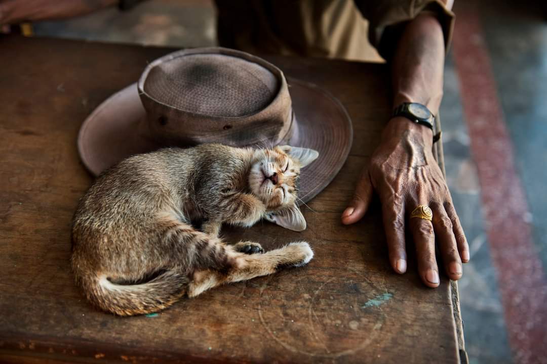 Ho veduto come vibrava il gatto nel sonno: correva la notte in lui come acqua oscura Pablo Neruda 'Come dorme bene un gatto' (beato lui 😸!) 📷Steve McCurry - Birmania 2012