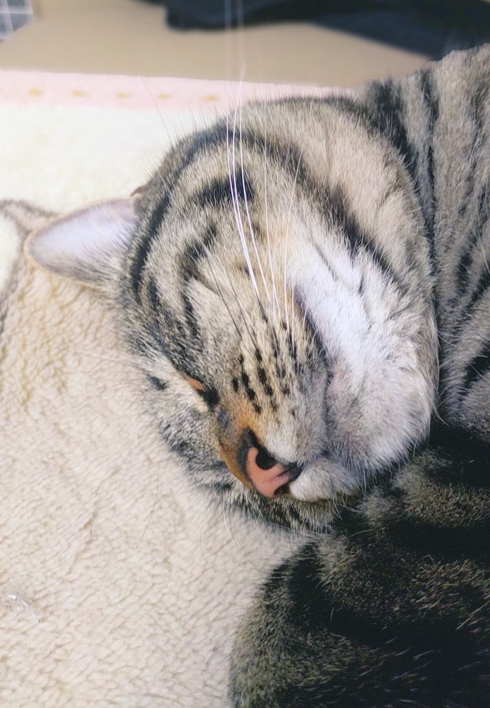 爆睡中zzz…

鼻の穴が可愛すぎ💚( ⁎ᵕᴗᵕ⁎ )

#猫がいる幸せ #猫がいる暮らし