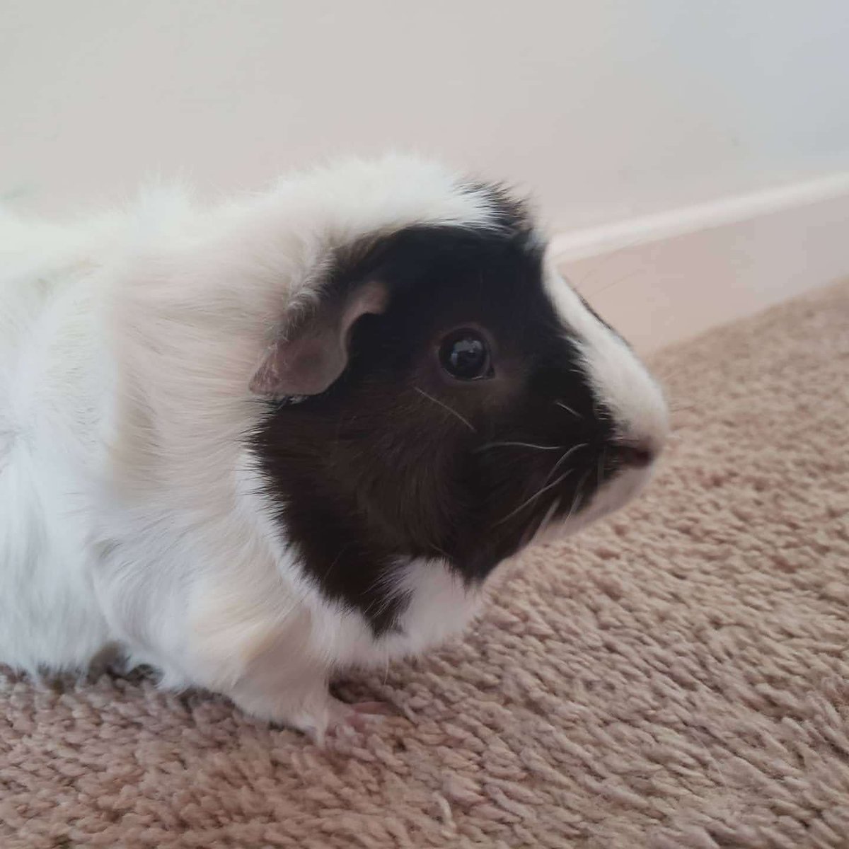 WhortWheet's tweet photo. Happy 3rd gotcha day to Co! She's feisty and fluffy and full of #abbitude https://t.co/T6akJPNHgN