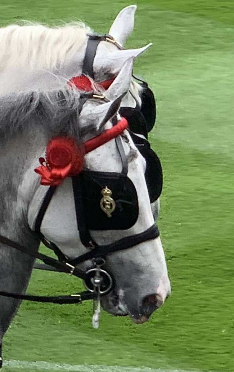 You may notice the horses drawing the carriages at #RoyalAscot wear blinkers around their eyes.

This is because horses have 350 degree vision - the blinkers are applied to reduce their field of vision and focus on the task at hand, not the crowd.