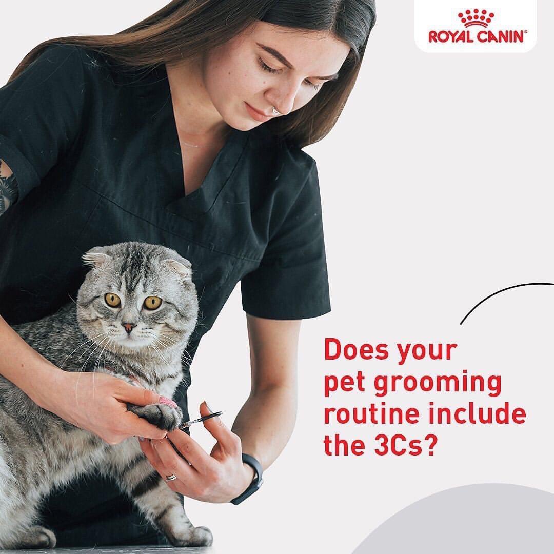 #RoyalCanin #kittens #groomingtips #catskin #catcare #groomingroutine #cateyes #pets #petfood #cats #stress #food #catfood #petstress #petsofinstagram #petlove #pethealth #mirawholesale