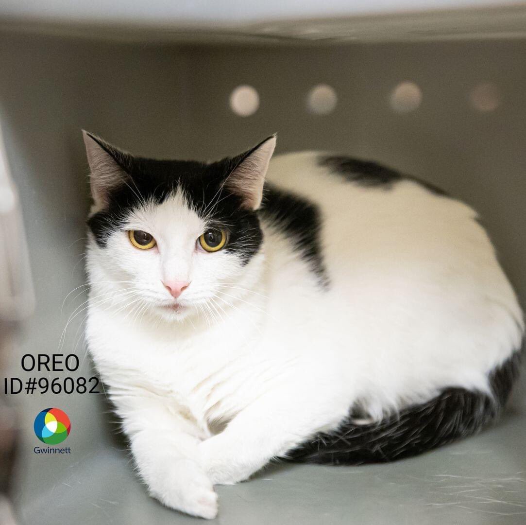 Meet Oreo, ID#96082! This 2-year-old is ready to love a new family of her own! She would be the purrfect fit for you, so come meet her. She might just be 9-pounds of best friend material!#AdoptDontShop #AdoptAShelterPet  #FosterAPet #Caturday 

Bit.ly/GwinnettAvaila…