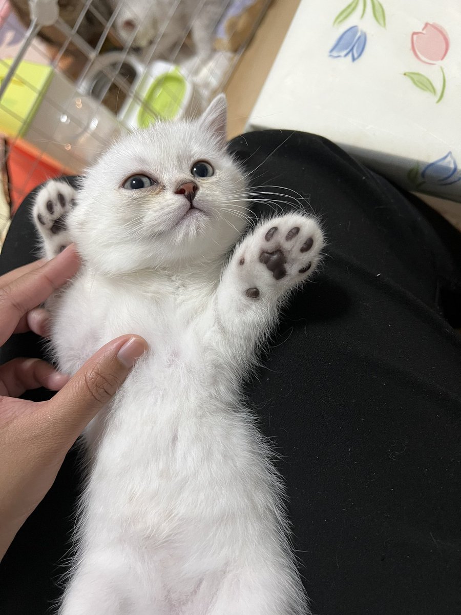 Garfield_PN's tweet photo. สนใจรับหนุ่มหล่อไปเลี้ยงดูมั้ยค้าา
#แมวสก็อตติชโฟลด์ #ขายแมว #หาบ้านให้แมว #สก็อตติช #scottish #ลูกแมว https://t.co/RwZveHUqlZ